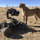 Illustration for article titled This Awesome Camera Setup Captured Incredible High-Def Footage Of A Cheetah Sprinting